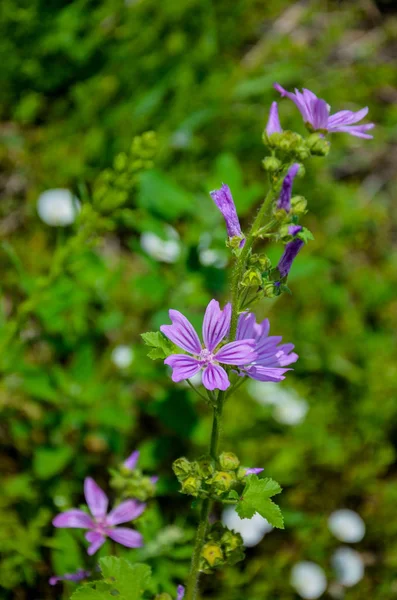 Malvenpflanze Malva Neglecta Blaue Malve Unkultivierte Und Gesunde Pflanze Pflanzliche — Stockfoto