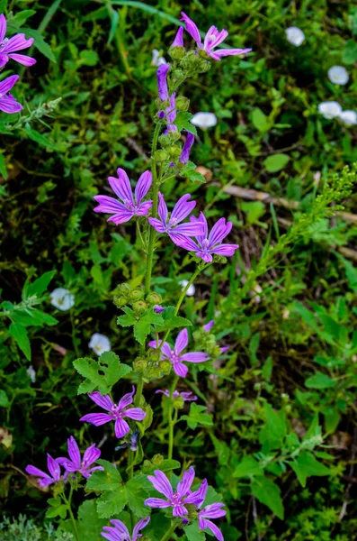 Malva Malva Neglecta Malva Azul Común Planta Cultivada Saludable Medicina — Foto de Stock