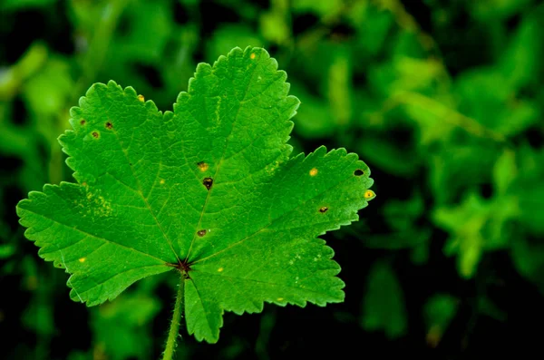 Leaves Malva Neglecta Medical Plant — Stock Photo, Image