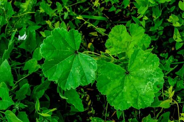 Bladeren Van Malva Verwaarlozing Medische Plant — Stockfoto