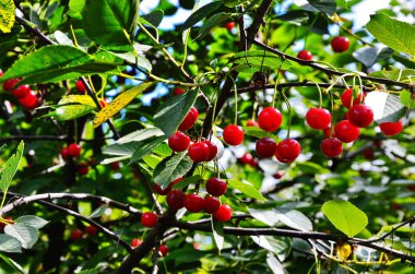 Olgun ekşi kirazlar, turta kirazı olarak da bilinir, bilimsel adı Prunus cerasus, güneşin doğrudan ışığı altında yapraklar ve dallar arasında asılı durur..