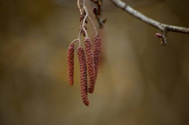 Close look over European alder (Alnus glutinosa).