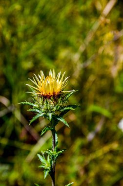 Carlina Biebersteinii doğada bitki yetiştiriyor. Carlina vulgaris ya da Carline devedikeni, Asteraceae familyası (Compositae). Carlina corymbosa