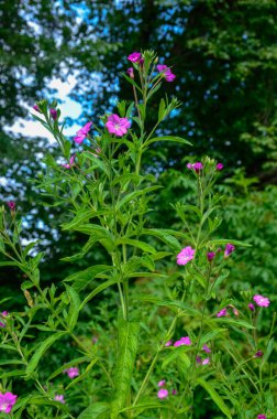 Çiçek açarken söğüt-bitkisi (epilobium hirsutum). Kırmızı çiçekli ilaç bitkisi.
