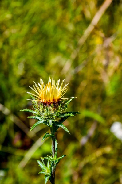 Carlina Biebersteinii Pflanzt Auf Einem Feld Der Natur Carlina Vulgaris — Stockfoto