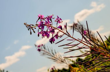 Akşam Chamaenerion angustifolium yaban çiçeği çayırında