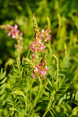 Onobrychis, azizler çok yıllık şifalı bitkilerdir. Günbatımındaki çayırda pembe çiçekler. Ukrayna 'nın bal bitkileri. İnekler için bitkiler. seçici odak
