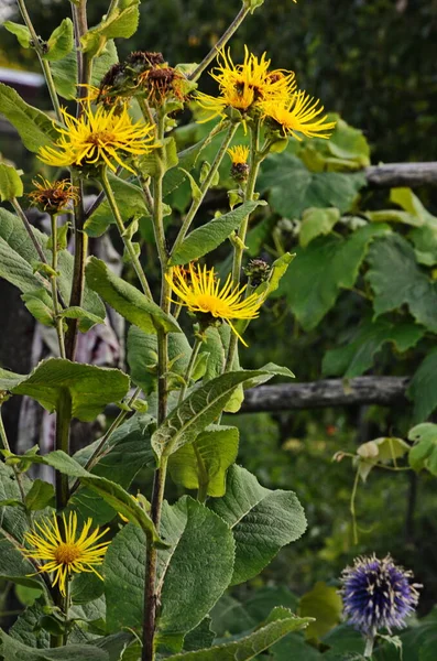 Gyógynövény Elecampane Inula Helenium Sárga Virágai Vagy Lógyógyulás Virágos Közelségben — Stock Fotó