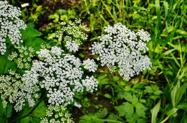 Daucus carota yaban havucu açan bitki olarak bilinir.