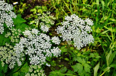Daucus carota known as wild carrot blooming plant clipart