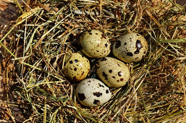 Quail Eggs Straw Nest — Stock Photo, Image