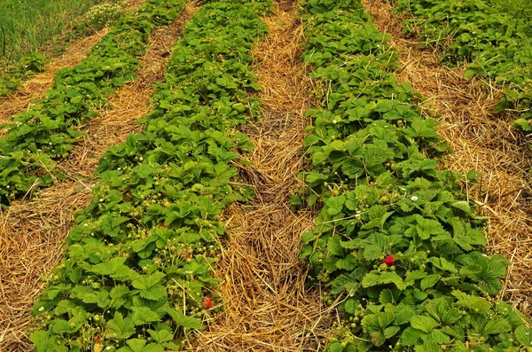 Bahçede çilek mulching.