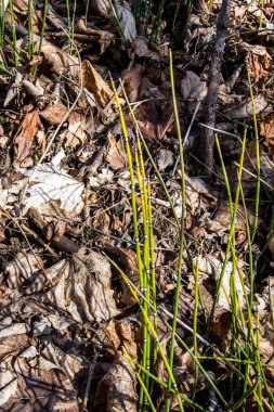 Atkuyruğu atkuyruğu (