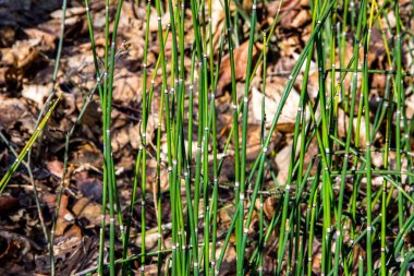Atkuyruğu atkuyruğu (