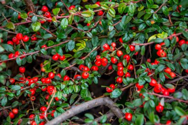 Yağmurdan sonra yeşil yapraklı, kırmızı kızılcık (Cotoneaster dammeri).