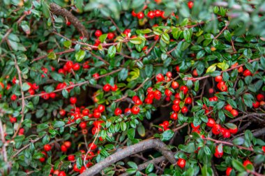 Yağmurdan sonra yeşil yapraklı, kırmızı kızılcık (Cotoneaster dammeri).