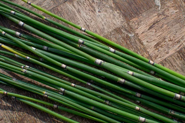 Equisetum Hyemale Είναι Φυτό Μπαμπού Που Μοιάζει Γρασίδι Και Χρησιμοποιείται — Φωτογραφία Αρχείου