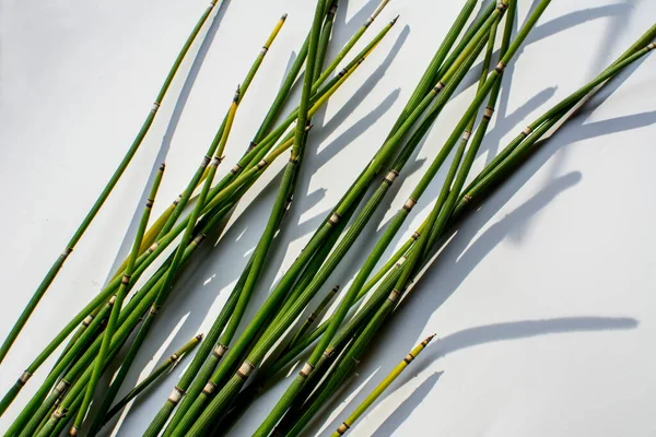 Equiseto Equisetum Hyemale Una Pianta Bambù Simile All Erba Utilizzata — Foto Stock