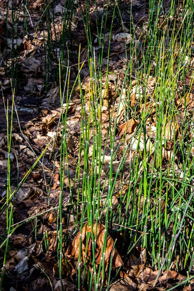 Ackerschachtelhalm Oder Equisetum Hyemale Ist Eine Grasartige Bambuspflanze Die Für — Stockfoto