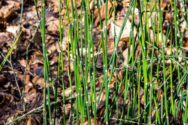 Fregar Cola Caballo Equisetum Hythe Una Planta Bambú Similar Hierba —  Fotos de Stock