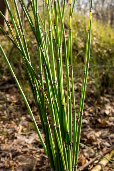 ラッシュ ホルセテール ラッシュ ホルセテール やエチケット ヒメール Equisetum Hyemale は観葉植物に用いられる草のような竹 — ストック写真