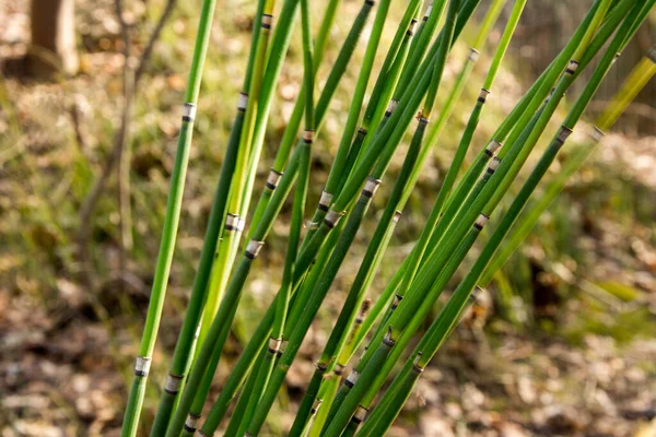 Equisetum Hyemale Είναι Φυτό Μπαμπού Που Μοιάζει Γρασίδι Και Χρησιμοποιείται — Φωτογραφία Αρχείου