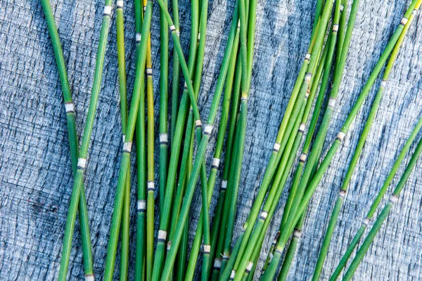 Ackerschachtelhalm Oder Equisetum Hyemale Ist Eine Grasartige Bambuspflanze Die Für — Stockfoto