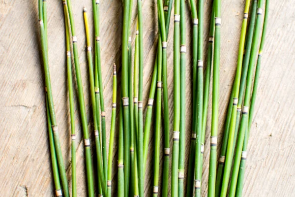 Ackerschachtelhalm Oder Equisetum Hyemale Ist Eine Grasartige Bambuspflanze Die Für — Stockfoto