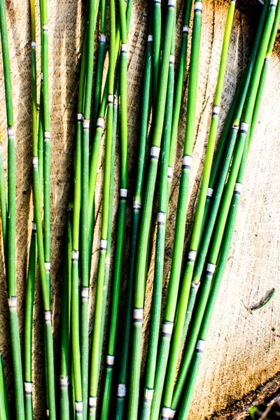Récurer Prêle Equisetum Hyemale Est Une Plante Bambou Ressemblant Herbe — Photo