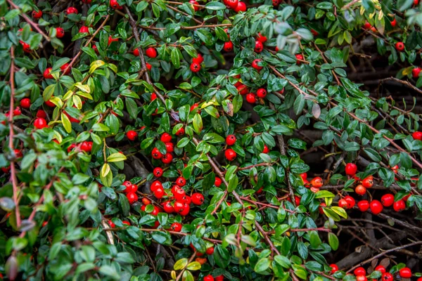 Fényes Piros Bogyók Medvebogyó Cotoneaster Cotoneaster Dammeri Zöld Levelek Eső — Stock Fotó