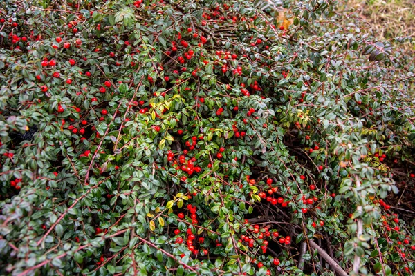 Fényes Piros Bogyók Medvebogyó Cotoneaster Cotoneaster Dammeri Zöld Levelek Eső — Stock Fotó