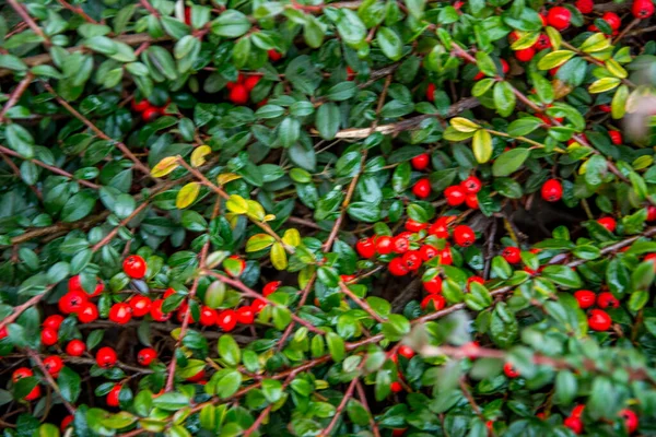 Fényes Piros Bogyók Medvebogyó Cotoneaster Cotoneaster Dammeri Zöld Levelek Eső — Stock Fotó