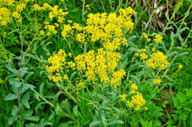 Woad in flower (Isatis tinctoria) ayrıca Dyer 's woad veya glastum olarak da bilinir.