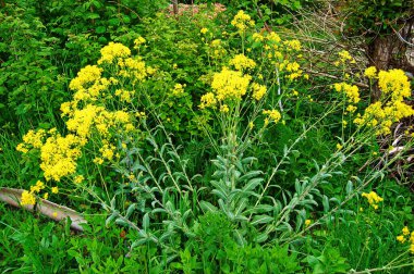Woad in flower (Isatis tinctoria) ayrıca Dyer 's woad veya glastum olarak da bilinir.