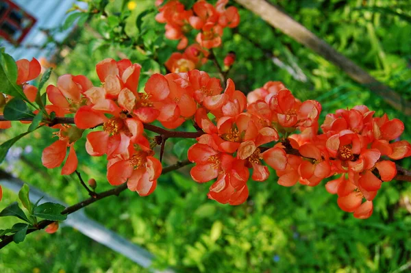 Quince Chaenomeles Kırmızı Çiçekleri Süperba Cultivar Kırmızısı Bahar Güzel Çiçek — Stok fotoğraf