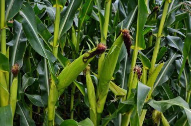 Zea mays Linn. Tarlada tatlı mısır