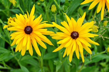 Rudbeckia fulgida çiçeği, portakal kabuğu ya da daimi koni çiçeği. Rudbeckia hirta Maya.