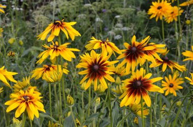 Rudbeckia fulgida çiçeği, portakal kabuğu ya da daimi koni çiçeği. Rudbeckia hirta Maya.
