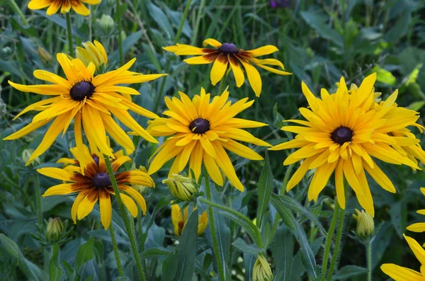 Rudbeckia Fulgida Çiçeği Portakal Kabuğu Daimi Koni Çiçeği Rudbeckia Hirta — Stok fotoğraf