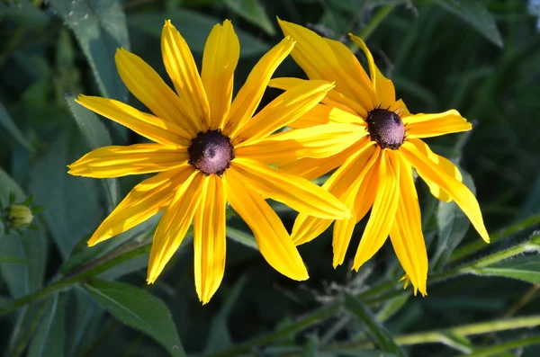 Flower Rudbeckia Fulgida Orange Coneflower Perennial Coneflower Rudbeckia Hirta Maya — Stock Photo, Image