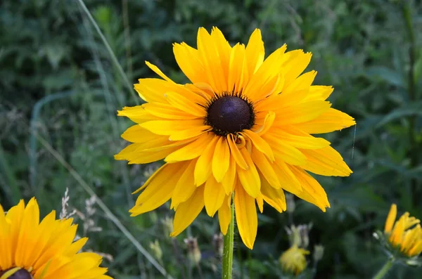 Квітка Rudbeckia Fulgida Помаранчева Хвойна Або Багаторічна Хвойна Rudbeckia Hirta — стокове фото