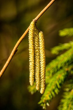 Catkins of common hazel (lat. Corylus avellana) Yakın plan