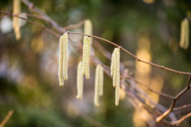 Catkins of common hazel (lat. Corylus avellana) Yakın plan