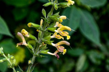 Yapışkan adaçayı, Jüpiter 'in bilgesi, Salvia glutinosa, salyangoz tomentozu yaprakları ve kümeler halinde 3-5 cm uzunluğunda sarı çiçeklerle kalıcı bitki diker.,