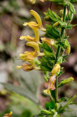Yapışkan adaçayı, Jüpiter 'in bilgesi, Salvia glutinosa, salyangoz tomentozu yaprakları ve kümeler halinde 3-5 cm uzunluğunda sarı çiçeklerle kalıcı bitki diker.,