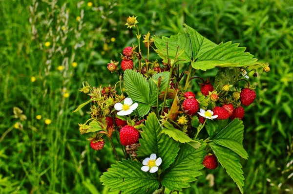 Divoká Jahodová Rostlina Zelenými Listy Zralým Červeným Ovocem Fragaria Vesca — Stock fotografie