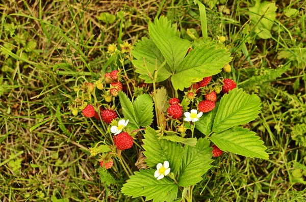 Morangueiro Selvagem Com Folhas Verdes Frutos Vermelhos Maduros Fragaria Vesca — Fotografia de Stock