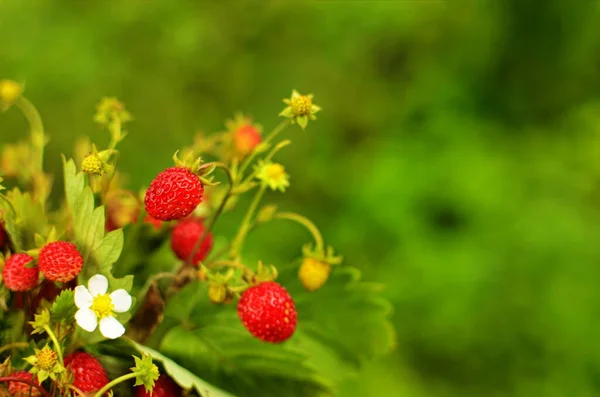 Wild Strawberry Plant Green Leafs Ripe Red Fruit Fragaria Vesca — Stock Photo, Image