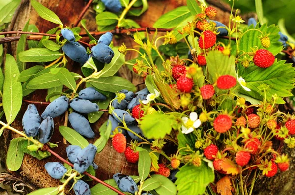 Wild Strawberry Plant Green Leafs Ripe Red Fruit Fragaria Vesca — Stock Photo, Image