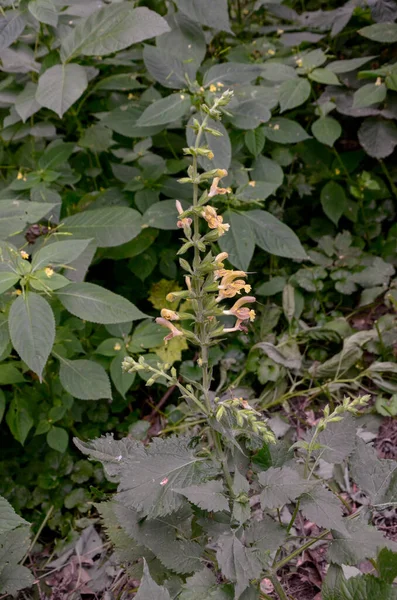 粘性圣人 木星的圣人 萨尔维亚谷氨酸 竖立多年生草本与腺体托米托斯叶和黄色3 5厘米长的花朵在集群 — 图库照片